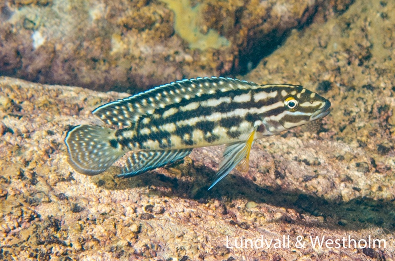 Julidochromis cf. regani 'Nondwa Point'